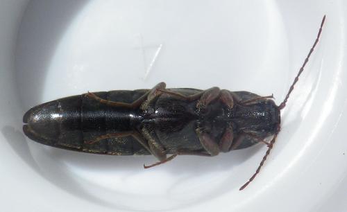Melanotus castanipes